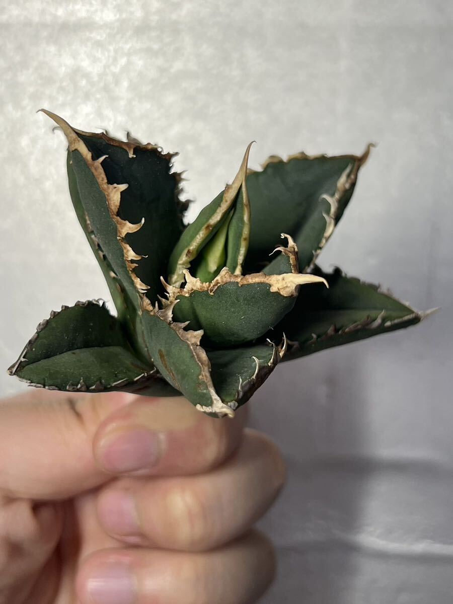 多肉植物 【特選】 アガベ agave titanota チタノタ『狼人』 9の画像5