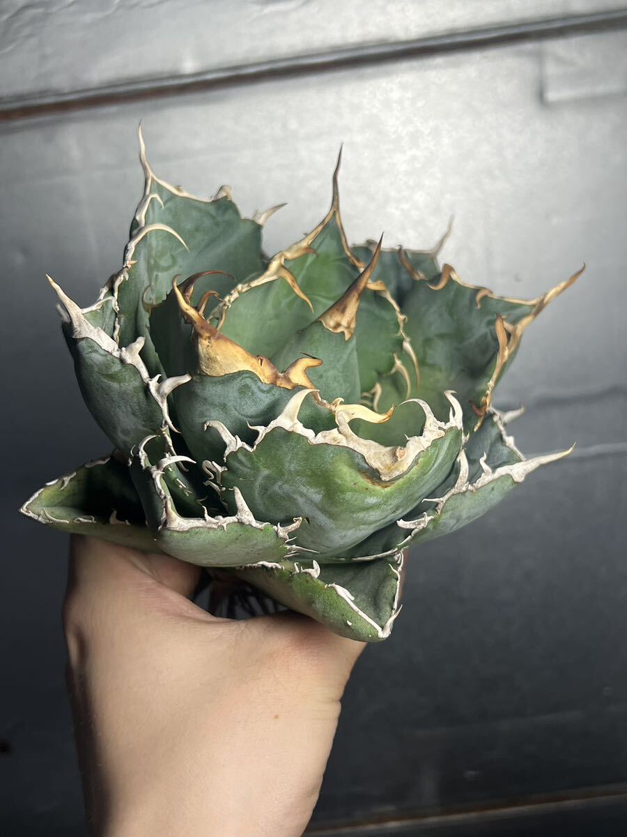 多肉植物 【特選】 アガベ agave titanota チタノタ『白鯨』 2の画像2