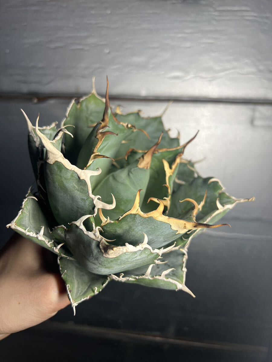 多肉植物 【特選】 アガベ agave titanota チタノタ『白鯨』 3の画像3