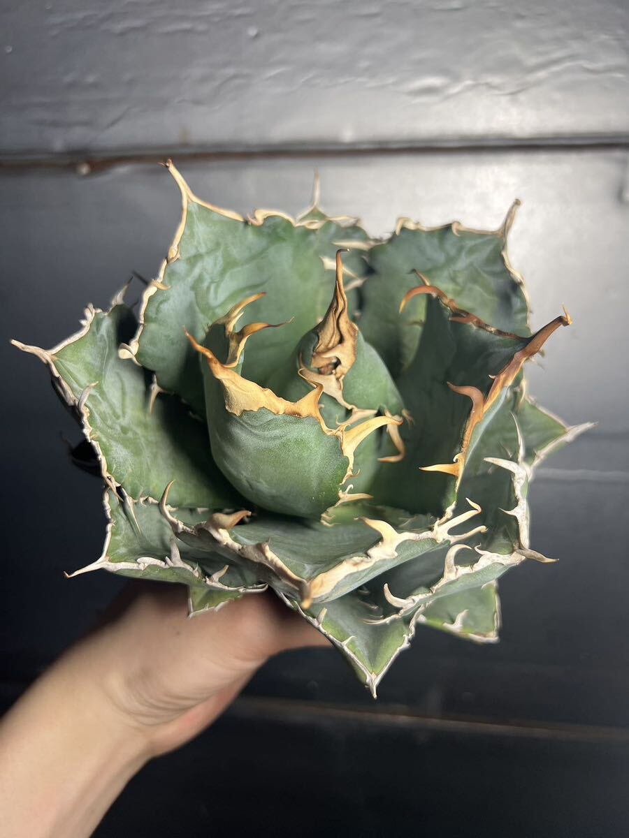 多肉植物 【特選】 アガベ agave titanota チタノタ『白鯨』 4の画像6