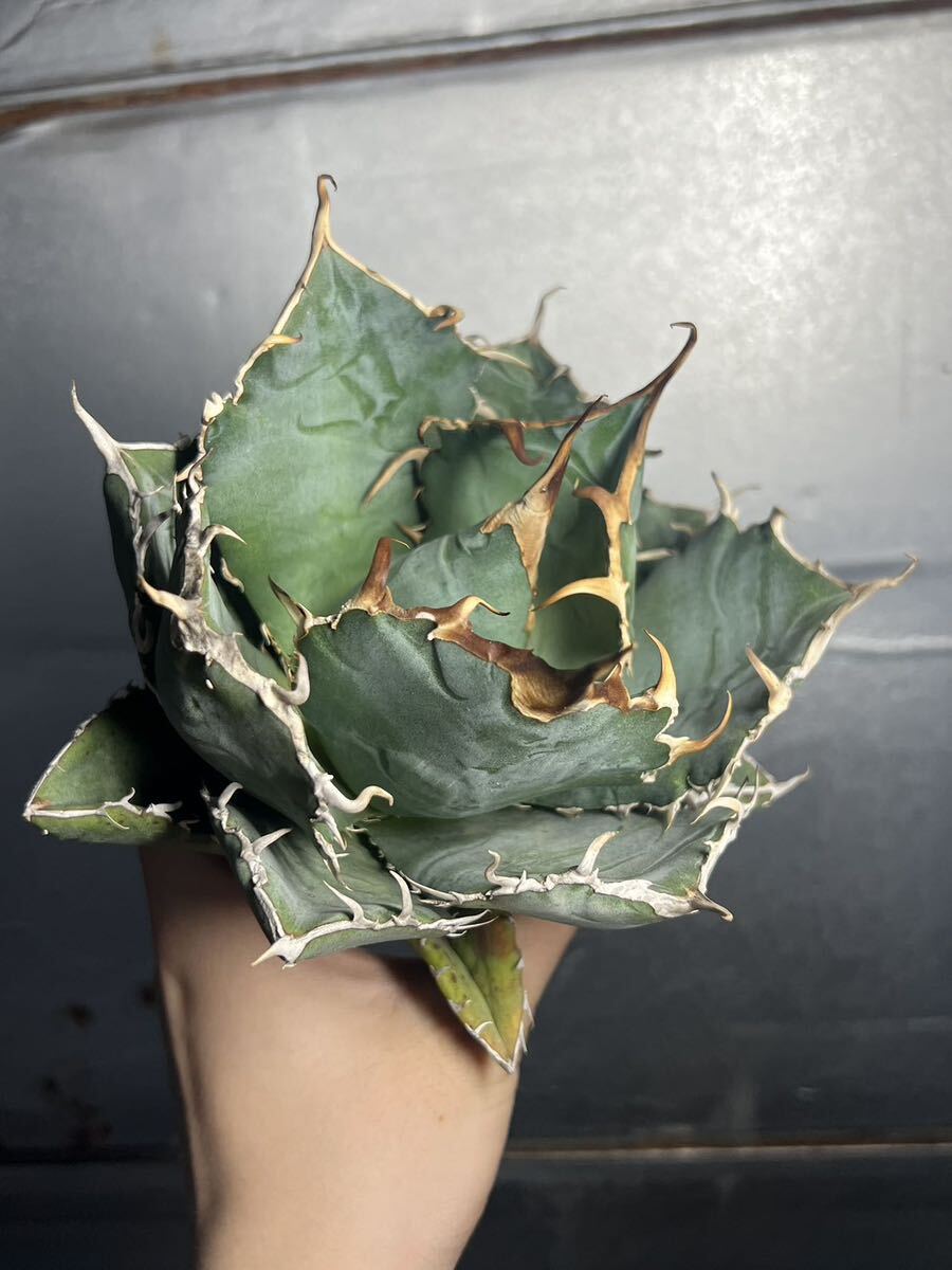 多肉植物 【特選】 アガベ agave titanota チタノタ『白鯨』 5の画像4