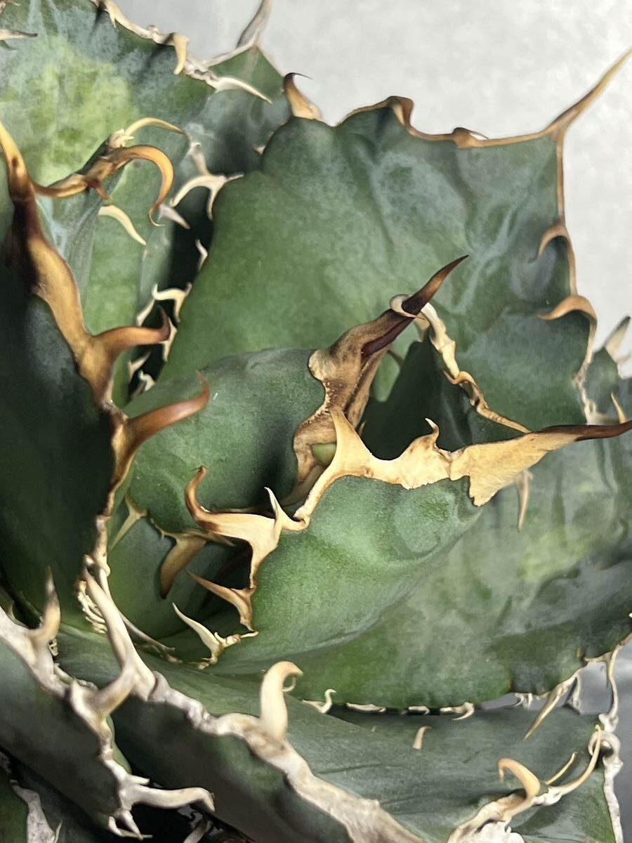 多肉植物 【特選】 アガベ agave titanota チタノタ『白鯨』 9の画像7