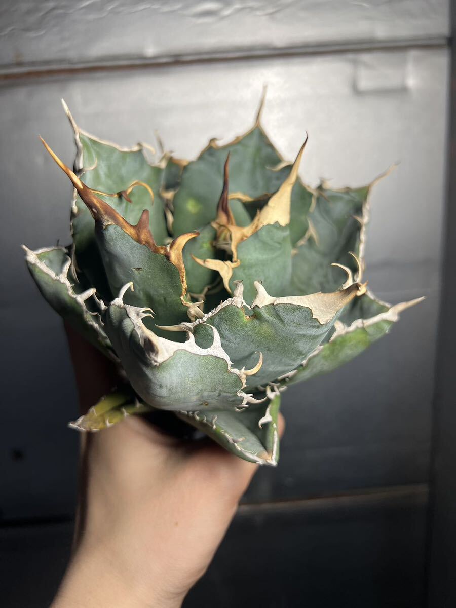 多肉植物 【特選】 アガベ agave titanota チタノタ『白鯨』 10の画像1