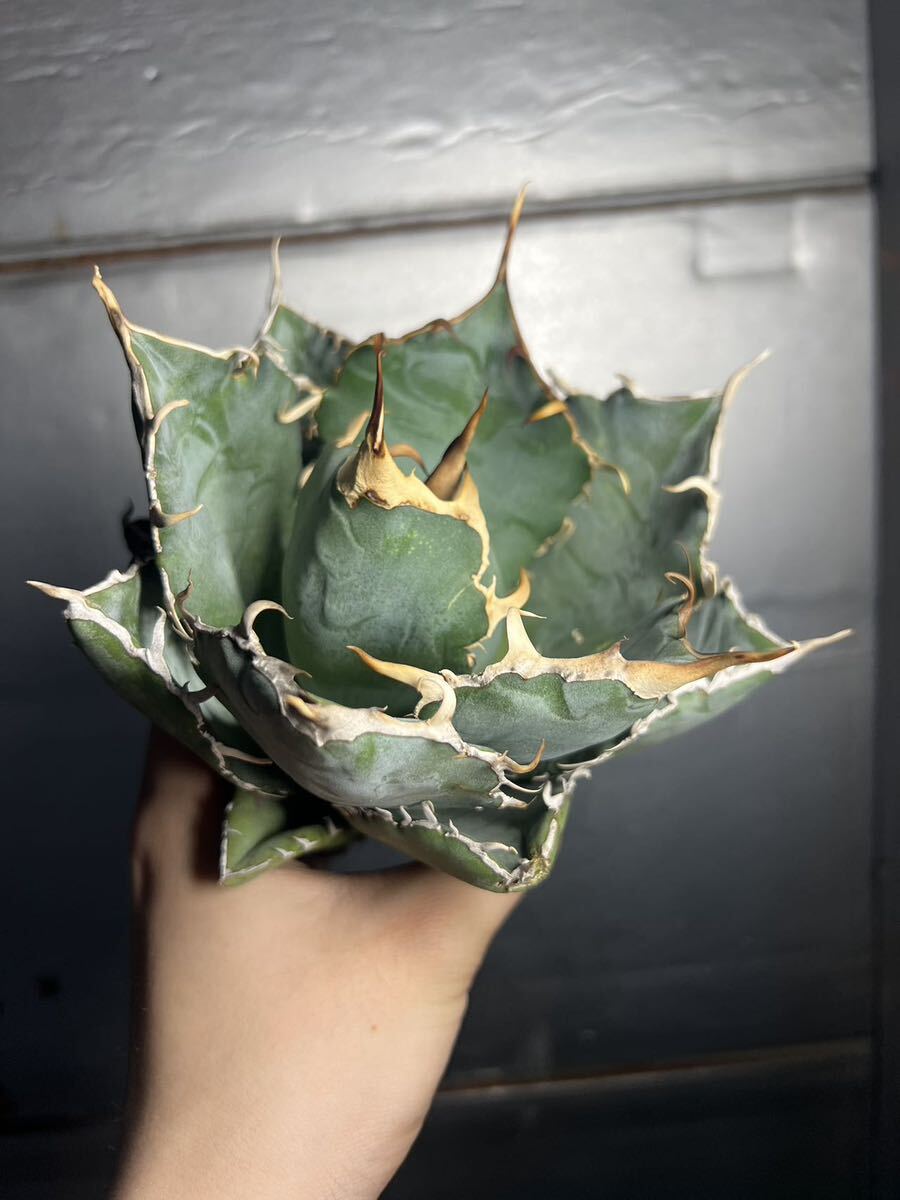 多肉植物 【特選】 アガベ agave titanota チタノタ『白鯨』 10の画像5