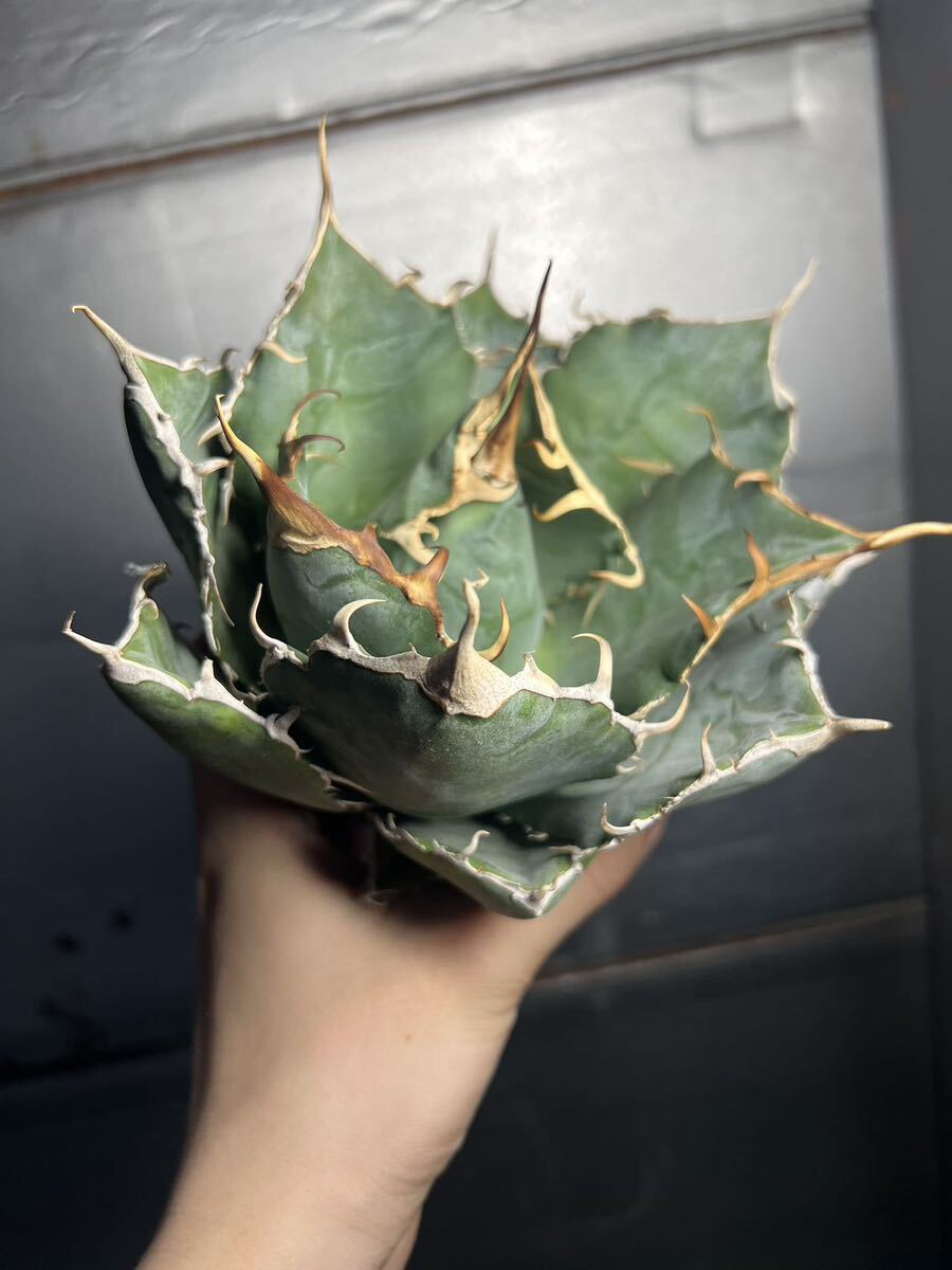 多肉植物 【特選】 アガベ agave titanota チタノタ『白鯨』 11の画像4