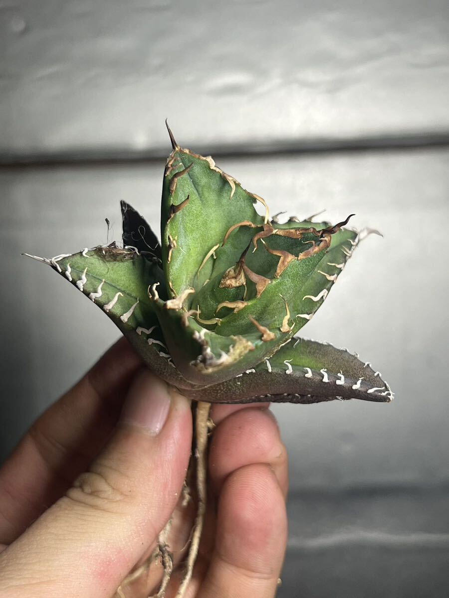 多肉植物 【特選】 アガベ agave titanota チタノタ『シーザー』 2の画像7