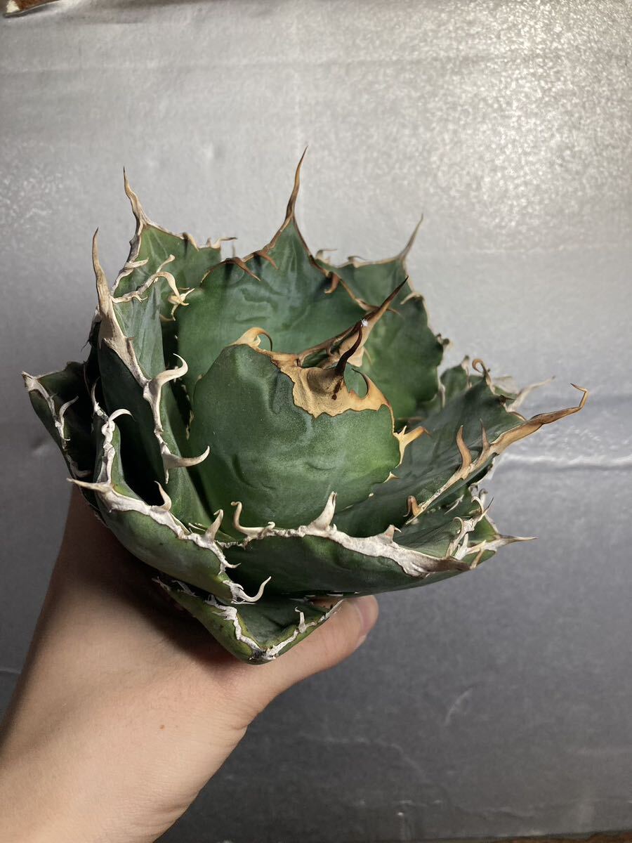 多肉植物 【特選】 アガベ agave titanota チタノタ『白鯨』 1の画像3