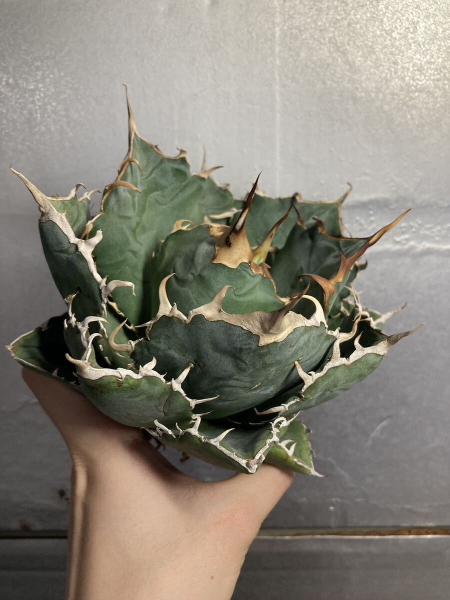 多肉植物 【特選】 アガベ agave titanota チタノタ『白鯨』 3の画像3