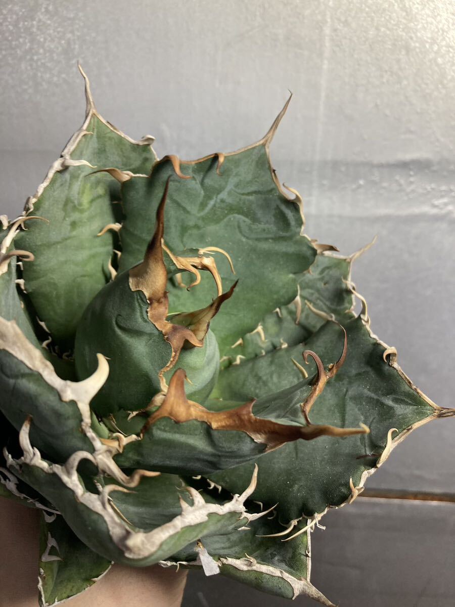 多肉植物 【特選】 アガベ agave titanota チタノタ『白鯨』 3の画像8