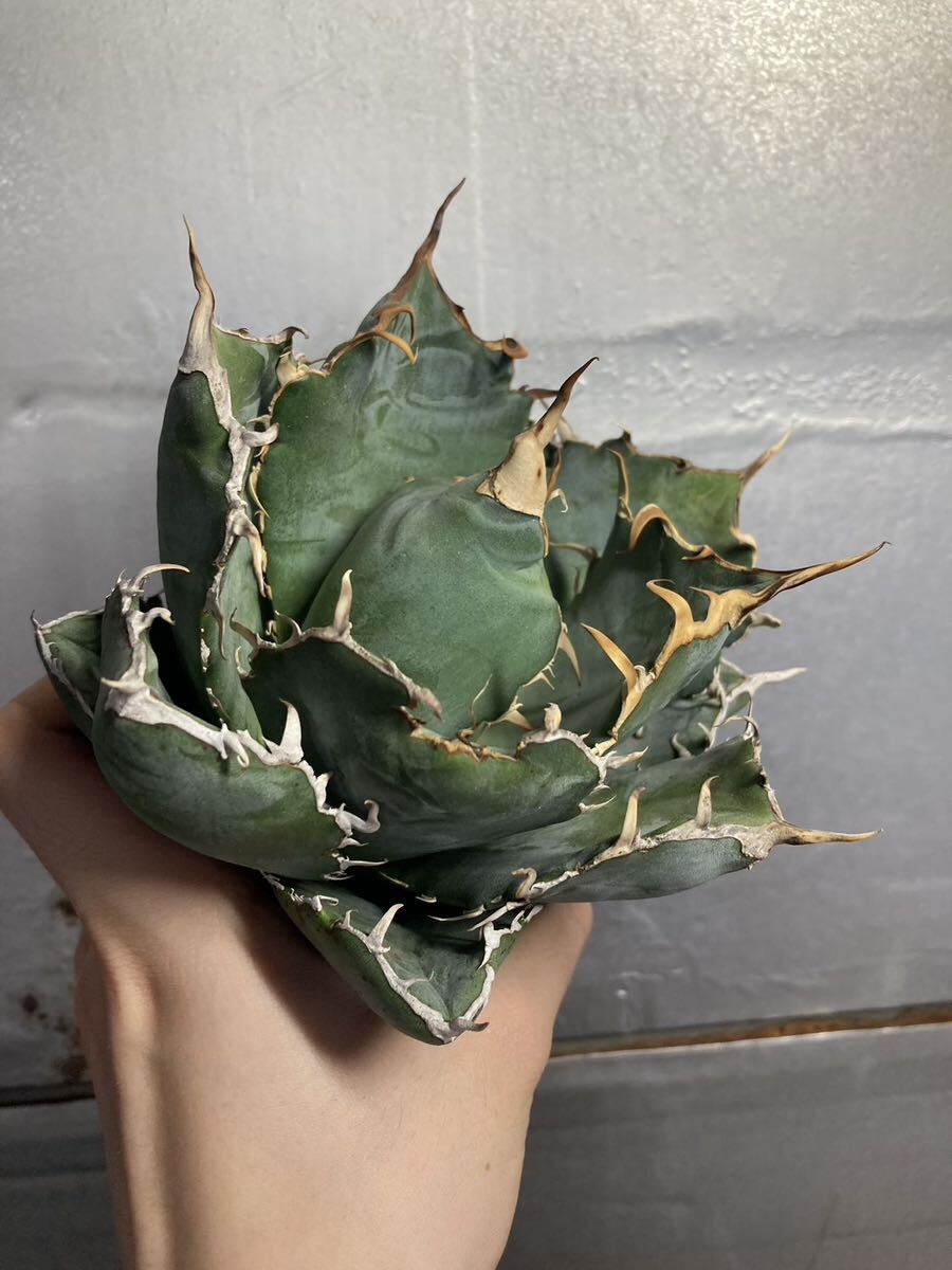 多肉植物 【特選】 アガベ agave titanota チタノタ『白鯨』 5の画像4