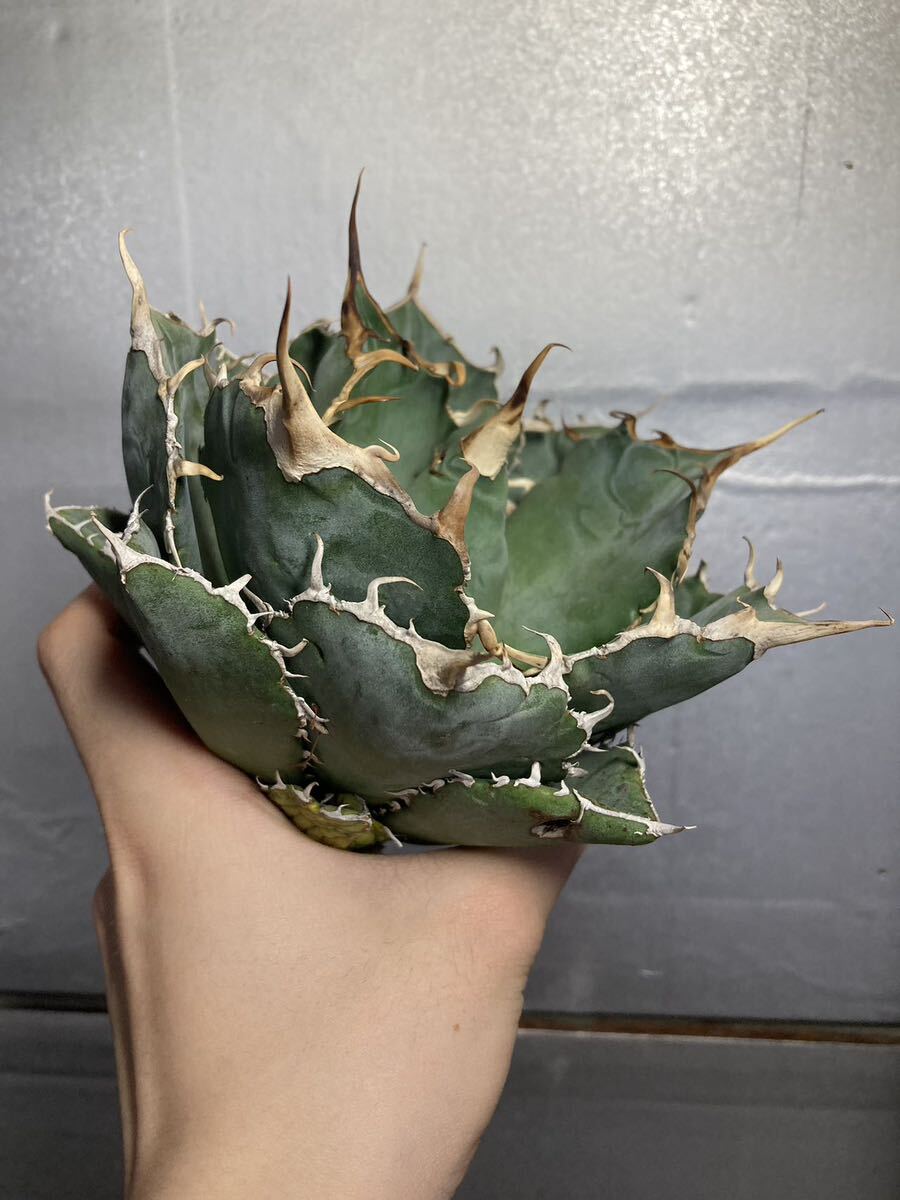 多肉植物 【特選】 アガベ agave titanota チタノタ『白鯨』 7の画像6