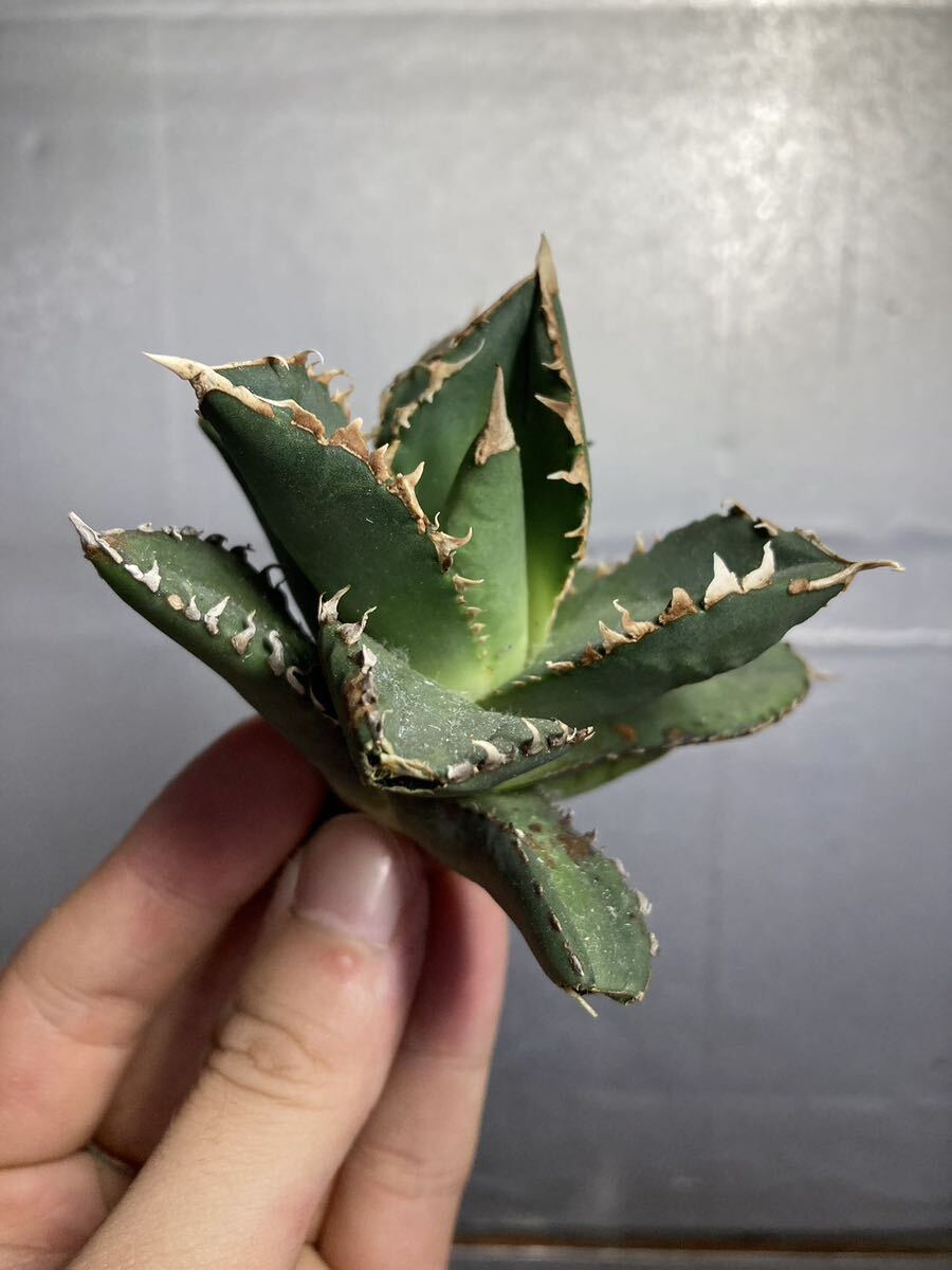 多肉植物 【特選】 アガベ agave titanota チタノタ『狼人』 1の画像5