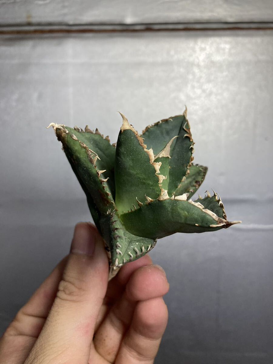 多肉植物 【特選】 アガベ agave titanota チタノタ『狼人』 2の画像3