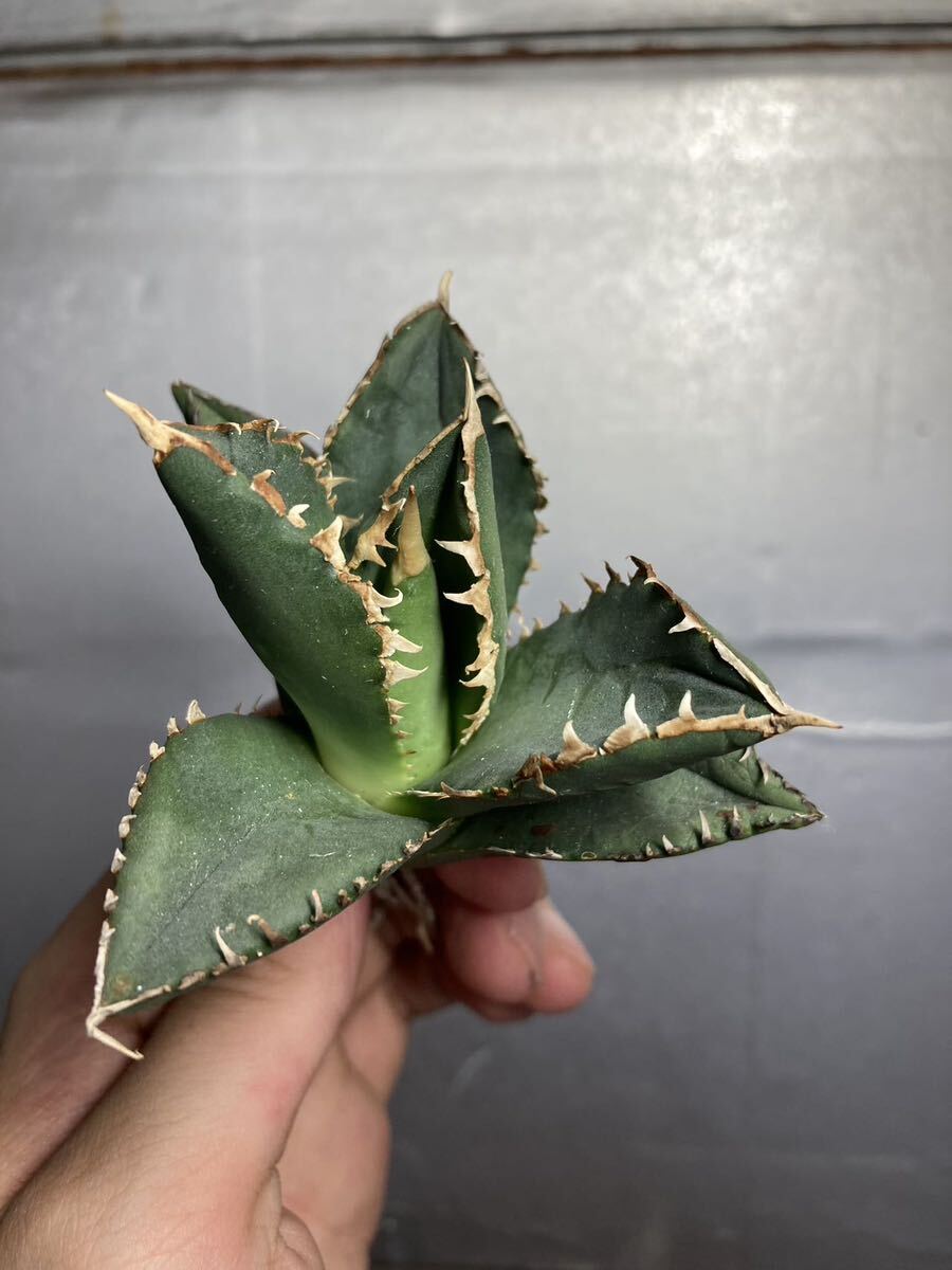 多肉植物 【特選】 アガベ agave titanota チタノタ『狼人』 3の画像7