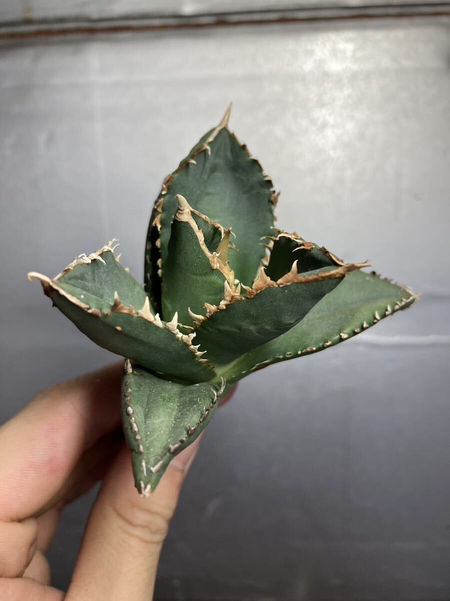 多肉植物 【特選】 アガベ agave titanota チタノタ『狼人』 3の画像5