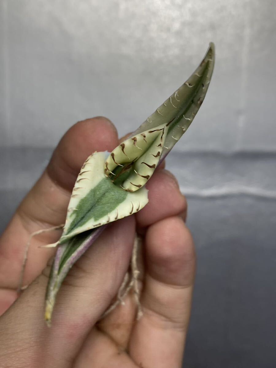 多肉植物 【特選】 アガベ agave titanota チタノタ『スナグルトゥース』 2の画像2
