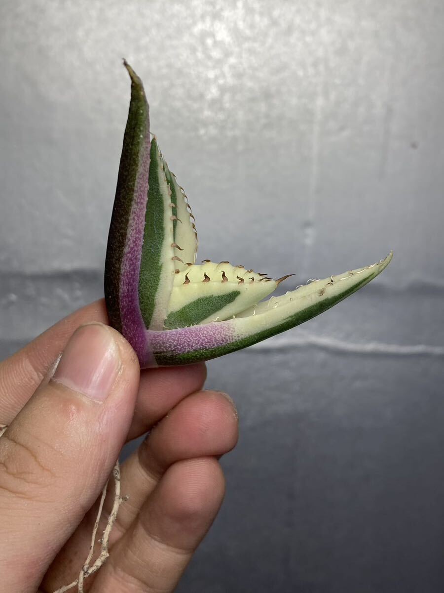 多肉植物 【特選】 アガベ agave titanota チタノタ『スナグルトゥース』 2の画像7