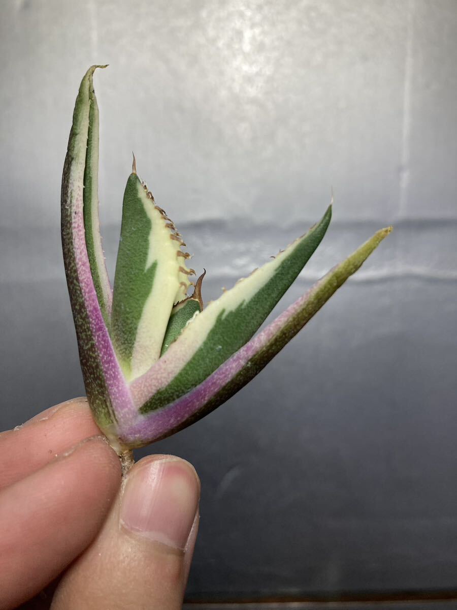 多肉植物 【特選】 アガベ agave titanota チタノタ『スナグルトゥース』 6の画像6
