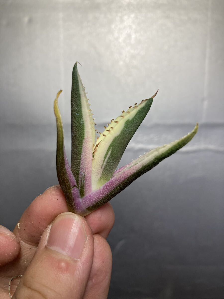 多肉植物 【特選】 アガベ agave titanota チタノタ『スナグルトゥース』 9の画像5