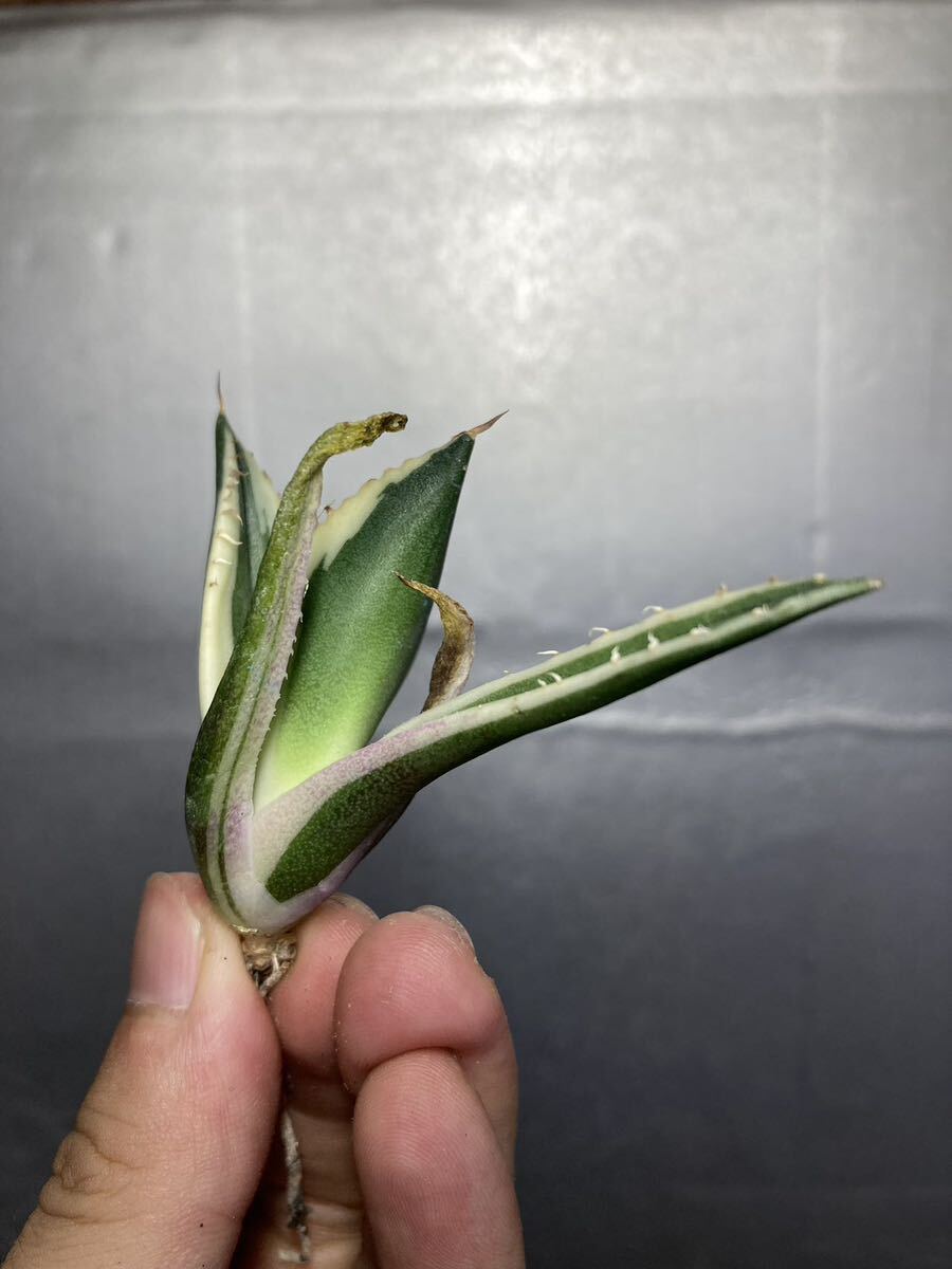 多肉植物 【特選】 アガベ agave titanota チタノタ『スナグルトゥース』 101の画像4