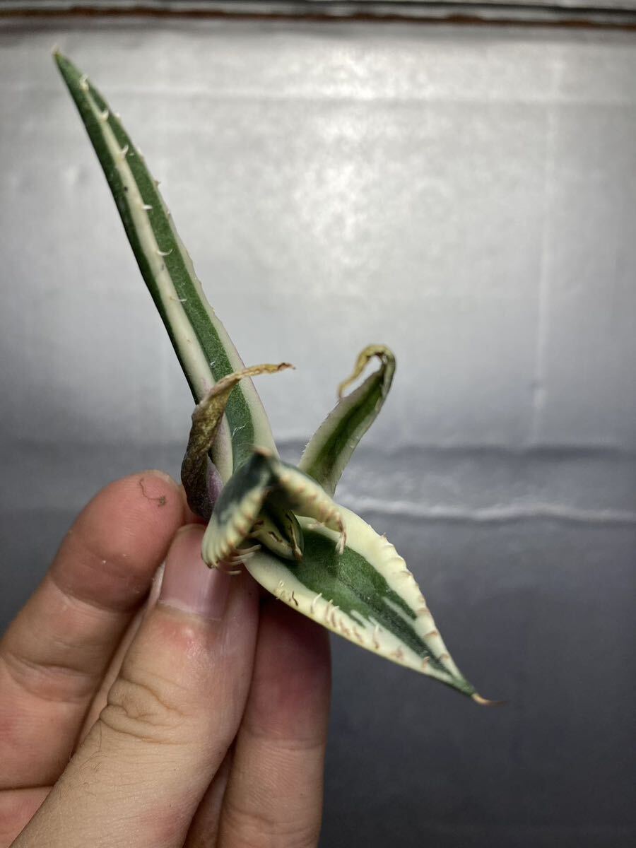多肉植物 【特選】 アガベ agave titanota チタノタ『スナグルトゥース』 101の画像5