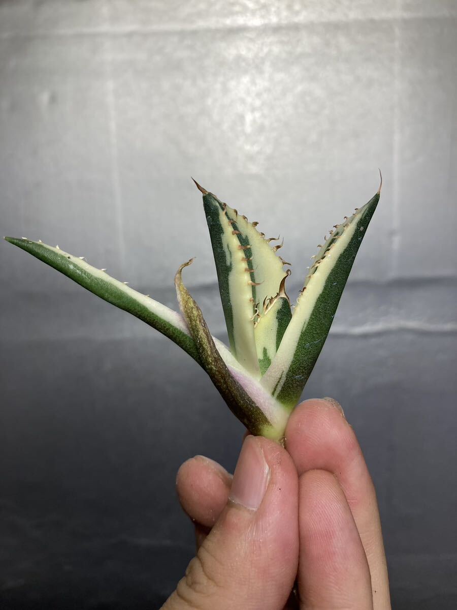 多肉植物 【特選】 アガベ agave titanota チタノタ『スナグルトゥース』 101の画像1
