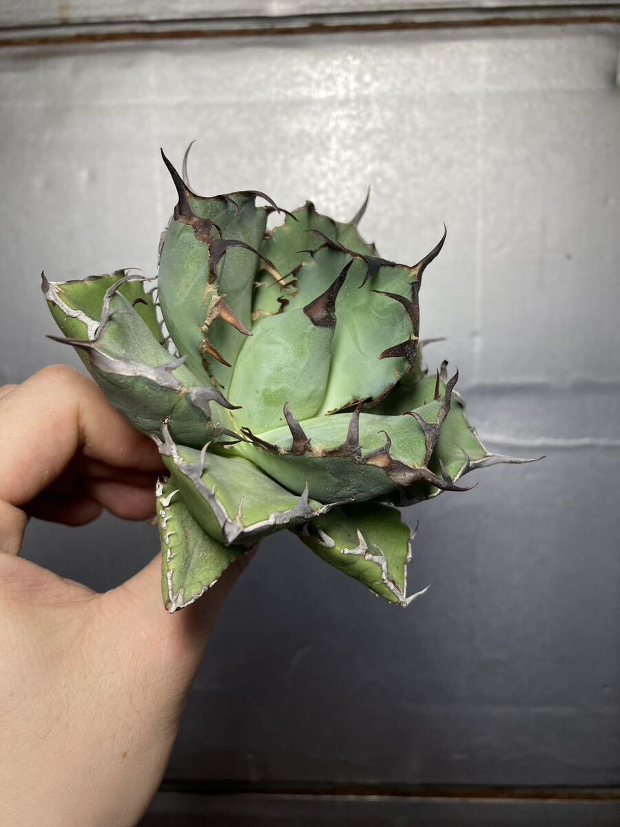 多肉植物 【特選】 アガベ agave titanota チタノタ『黒鯨』 8の画像5