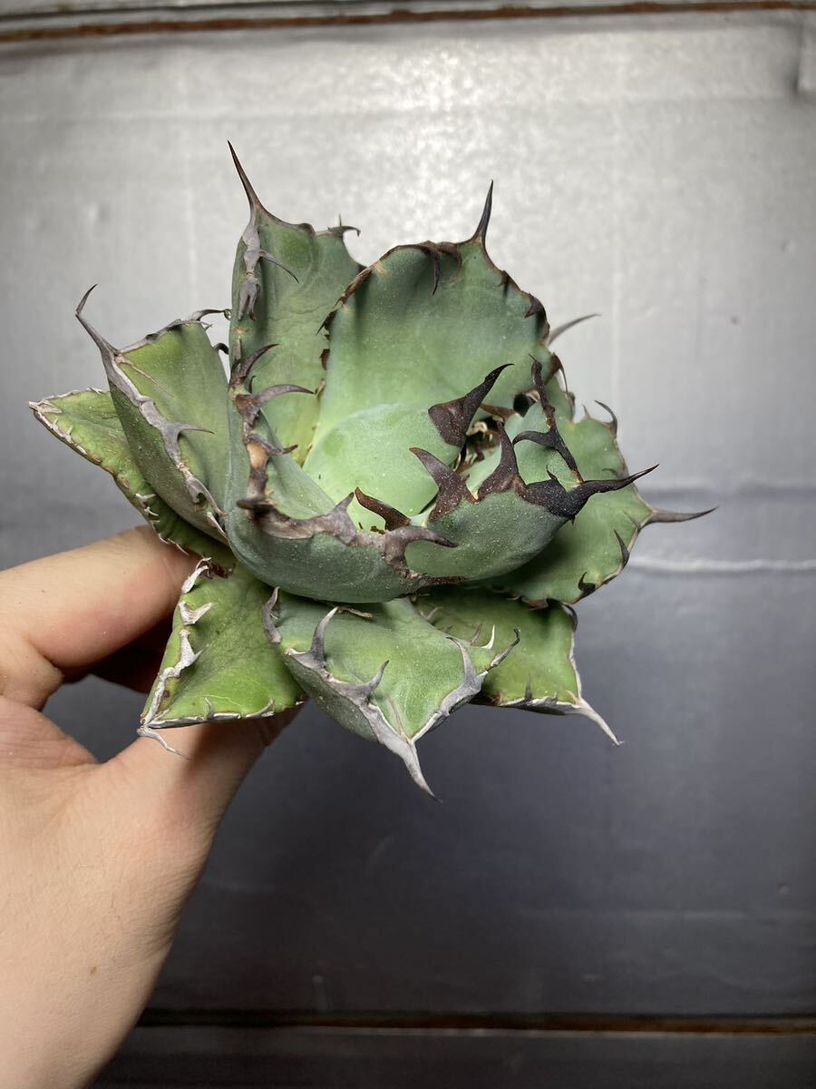 多肉植物 【特選】 アガベ agave titanota チタノタ『黒鯨』 8の画像7