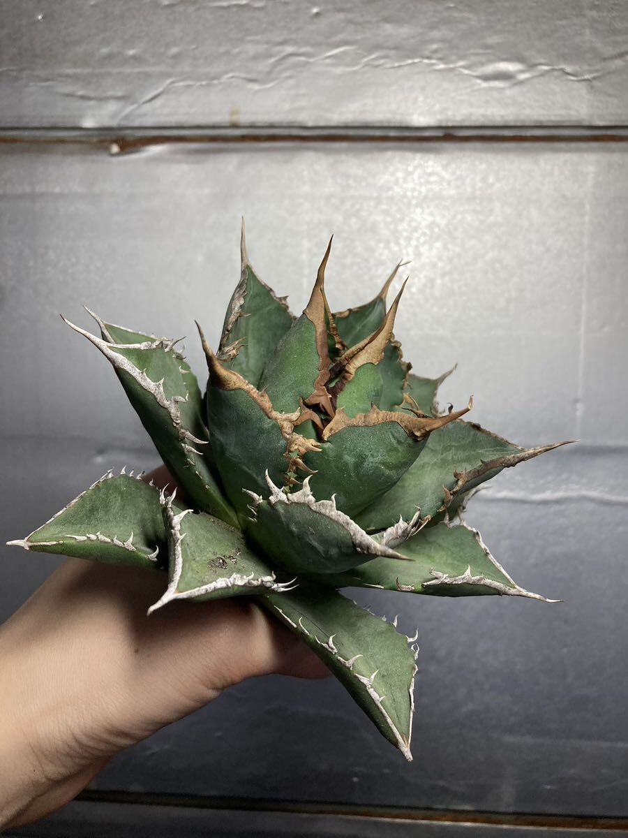 多肉植物 【特選】 アガベ agave titanota チタノタ『海王』 2の画像5