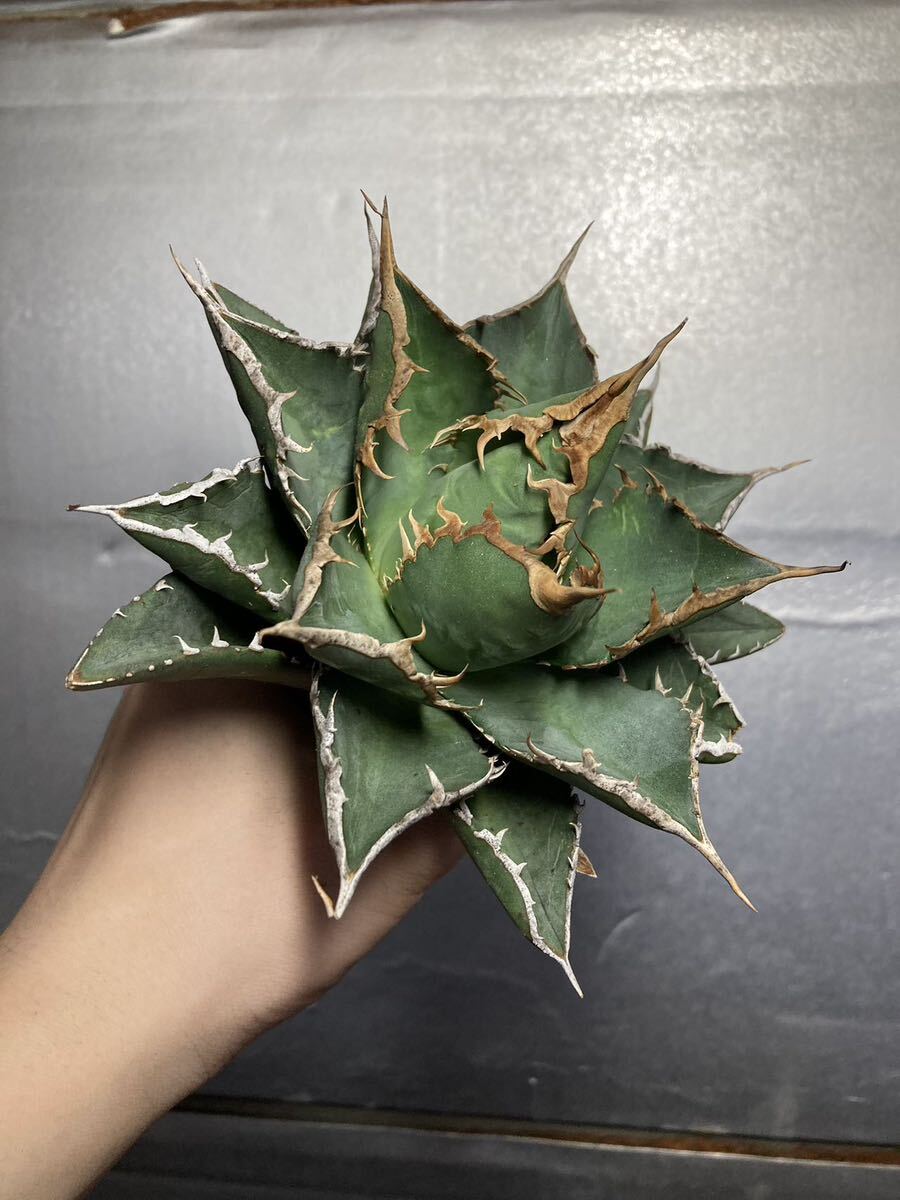 多肉植物 【特選】 アガベ agave titanota チタノタ『海王』 3の画像4