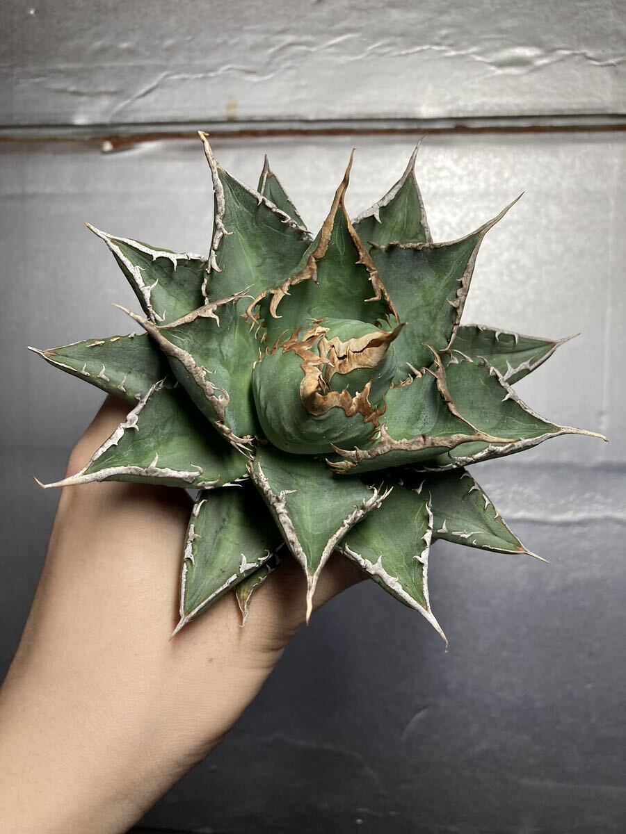 多肉植物 【特選】 アガベ agave titanota チタノタ『海王』 8の画像1