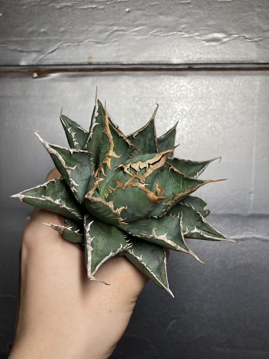 多肉植物 【特選】 アガベ agave titanota チタノタ『海王』 11の画像2