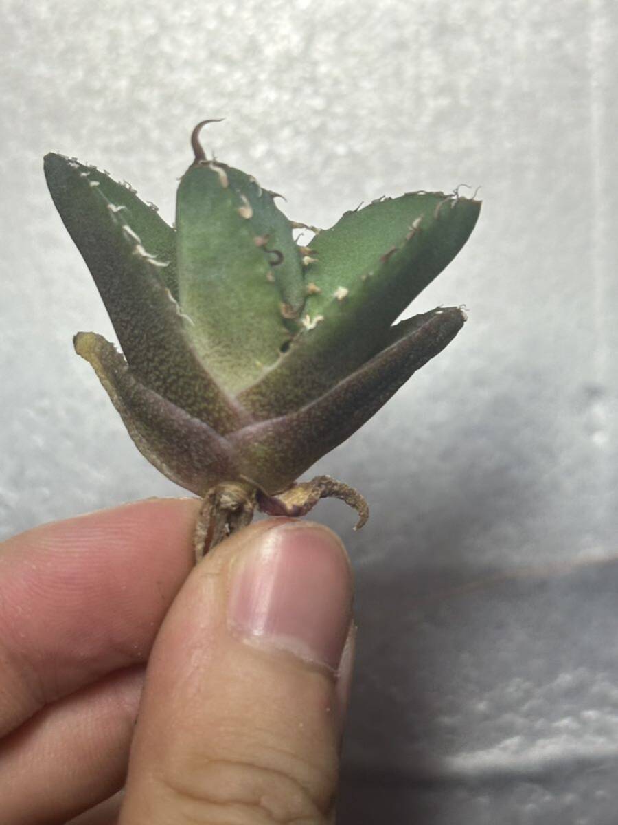 多肉植物 【特選】 アガベ agave titanota チタノタ『魔丸』 2の画像5