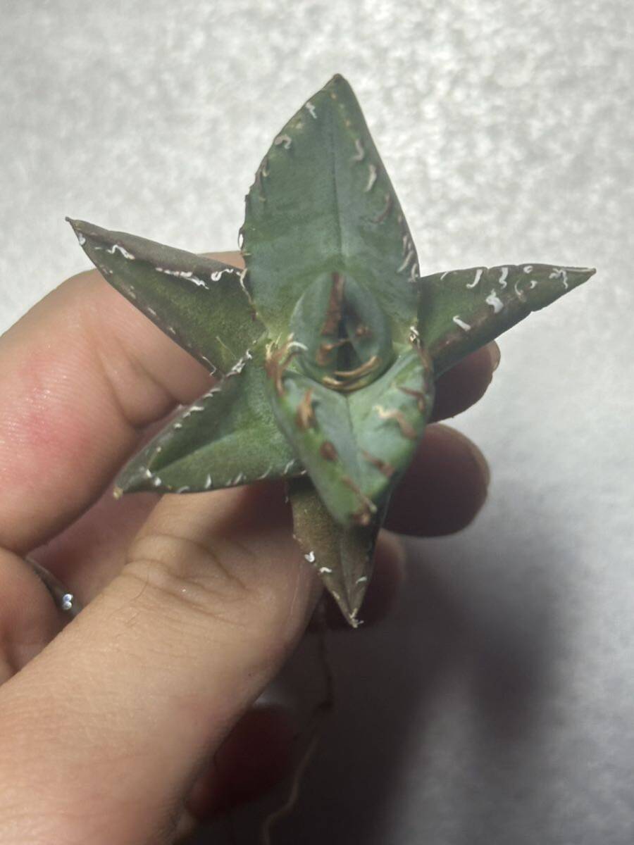 多肉植物 【特選】 アガベ agave titanota チタノタ『魔丸』 3の画像1