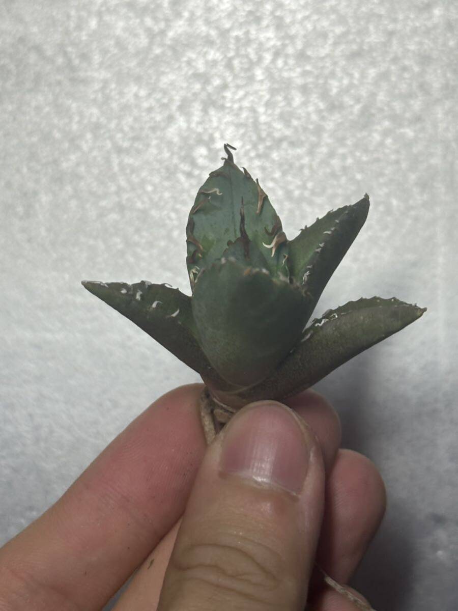 多肉植物 【特選】 アガベ agave titanota チタノタ『魔丸』 3の画像3