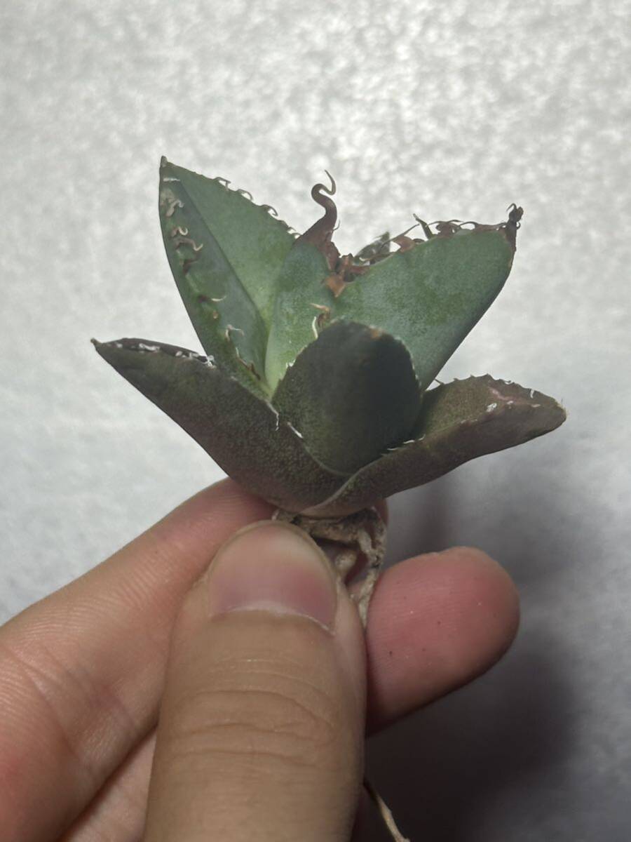 多肉植物 【特選】 アガベ agave titanota チタノタ『魔丸』 3の画像4