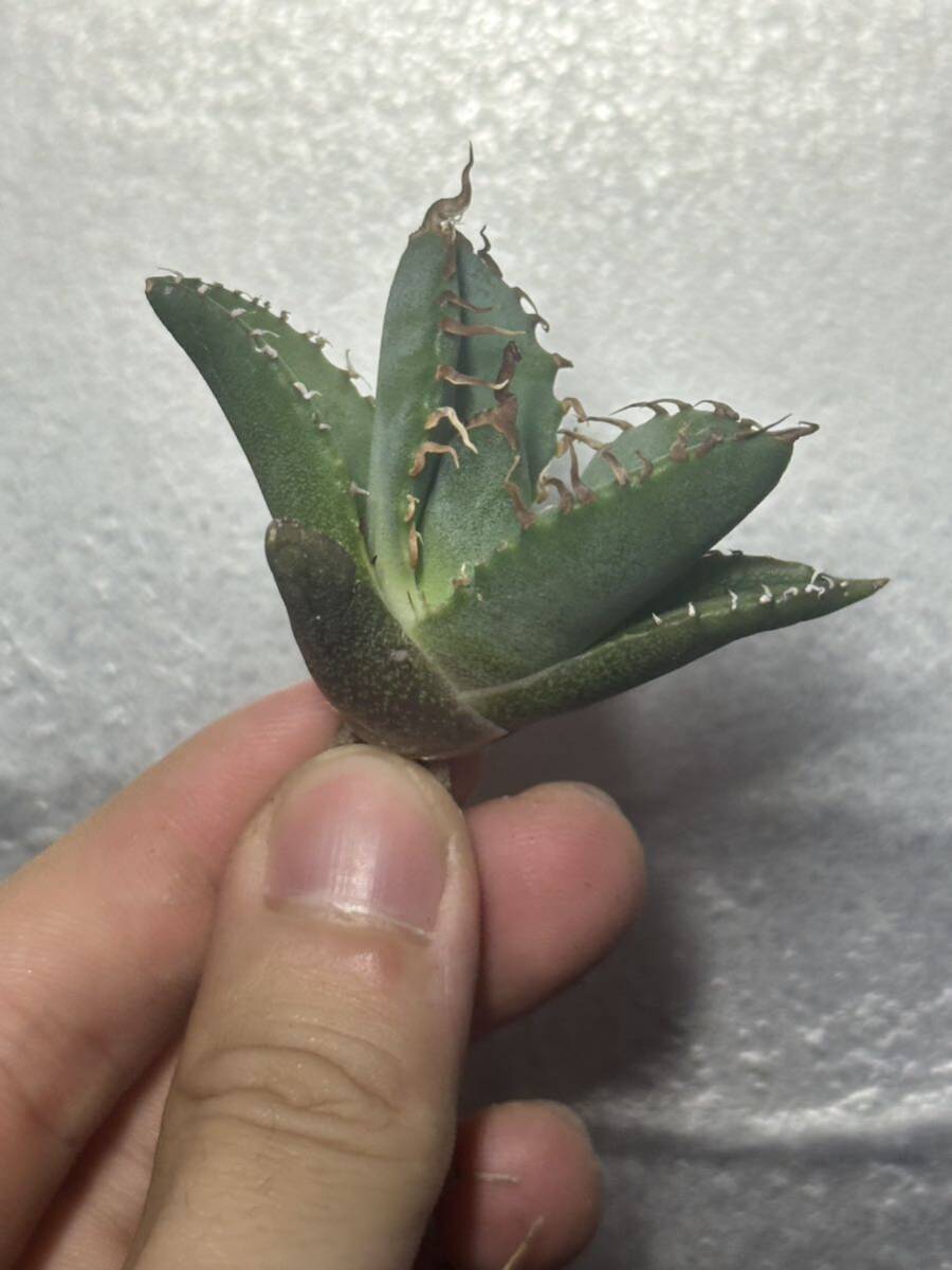 多肉植物 【特選】 アガベ agave titanota チタノタ『魔丸』 4の画像3