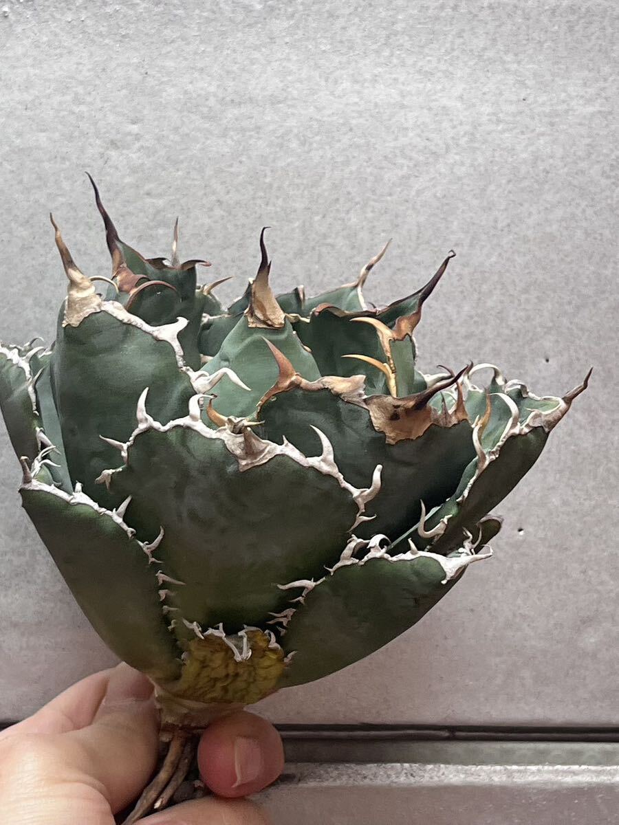 多肉植物　【特選】　アガベ　agave titanota チタノタ『白鯨』　特別状態 1_画像6