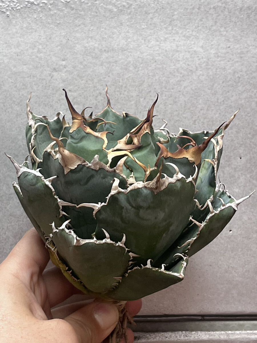 多肉植物　【特選】　アガベ　agave titanota チタノタ『白鯨』　特別状態 1_画像1