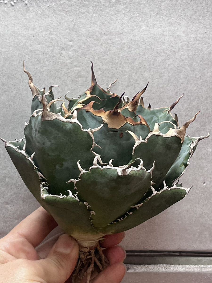 多肉植物　【特選】　アガベ　agave titanota チタノタ『白鯨』　特別状態 1_画像4