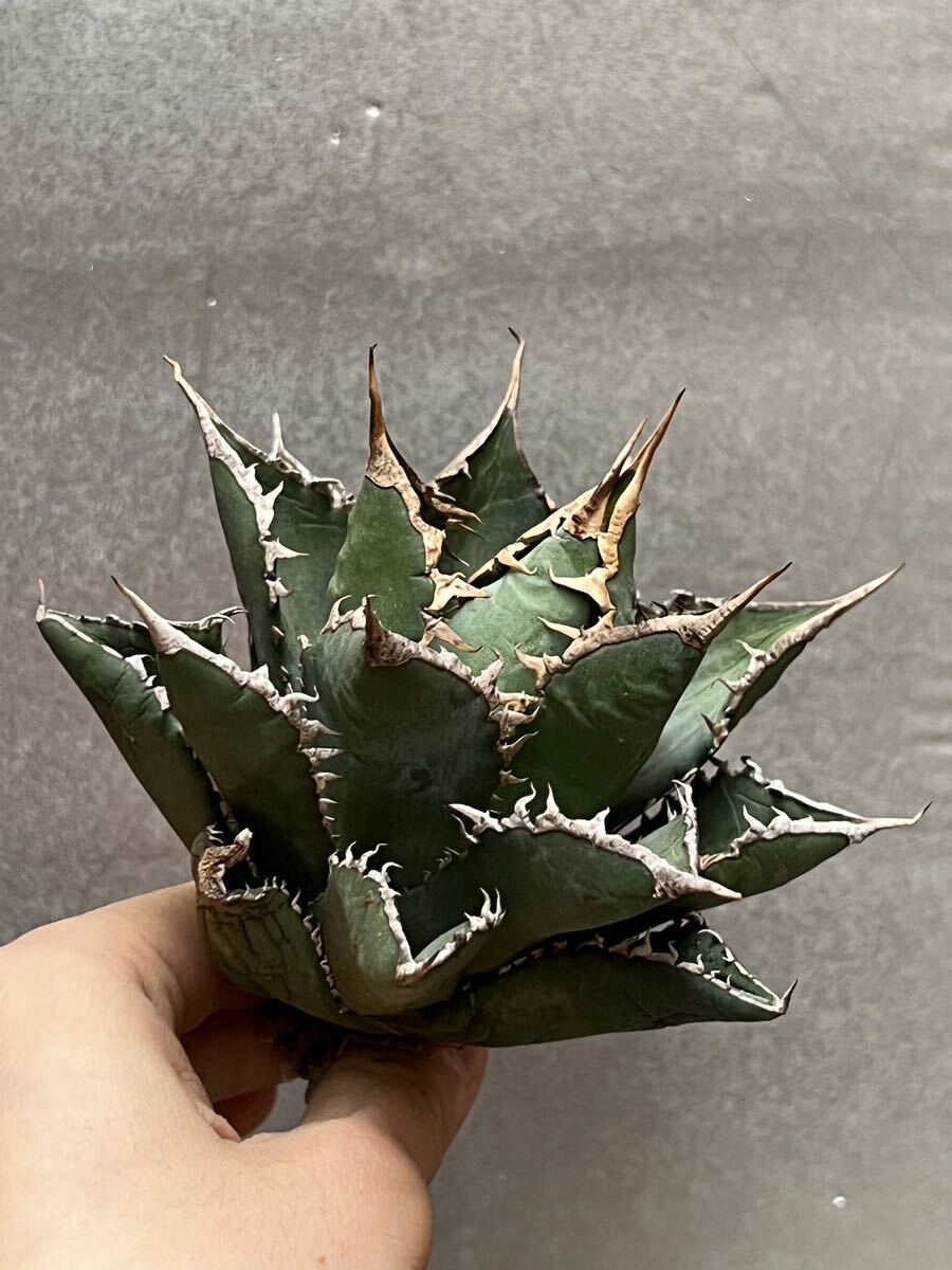 多肉植物　【特選】　アガベ　agave titanota チタノタ『海王』　8_画像2