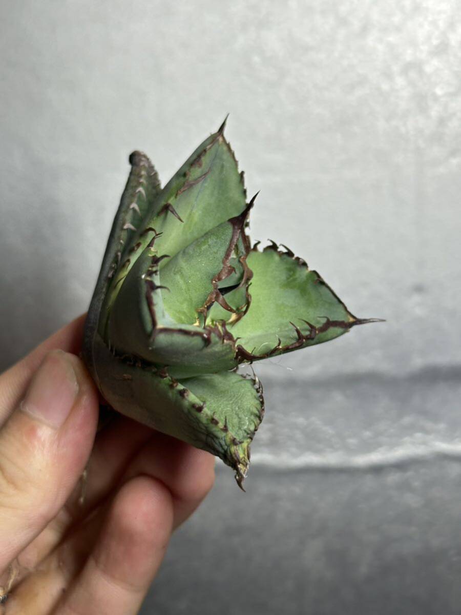 多肉植物　【特選】　アガベ　agave titanota チタノタ　竜歯 4_画像5