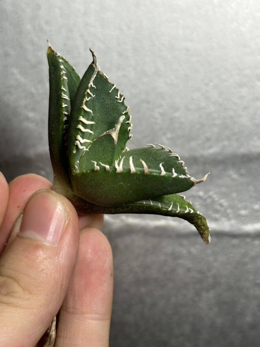 多肉植物　【特選】　アガベ　agave titanota チタノタ『南アフリカダイヤモンド』　2_画像3