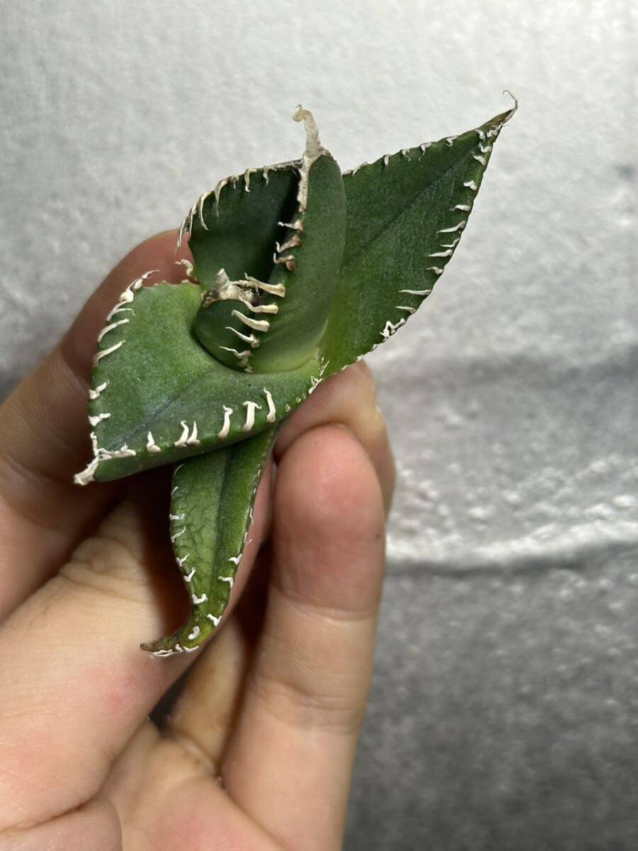 多肉植物　【特選】　アガベ　agave titanota チタノタ『南アフリカダイヤモンド』　2_画像2