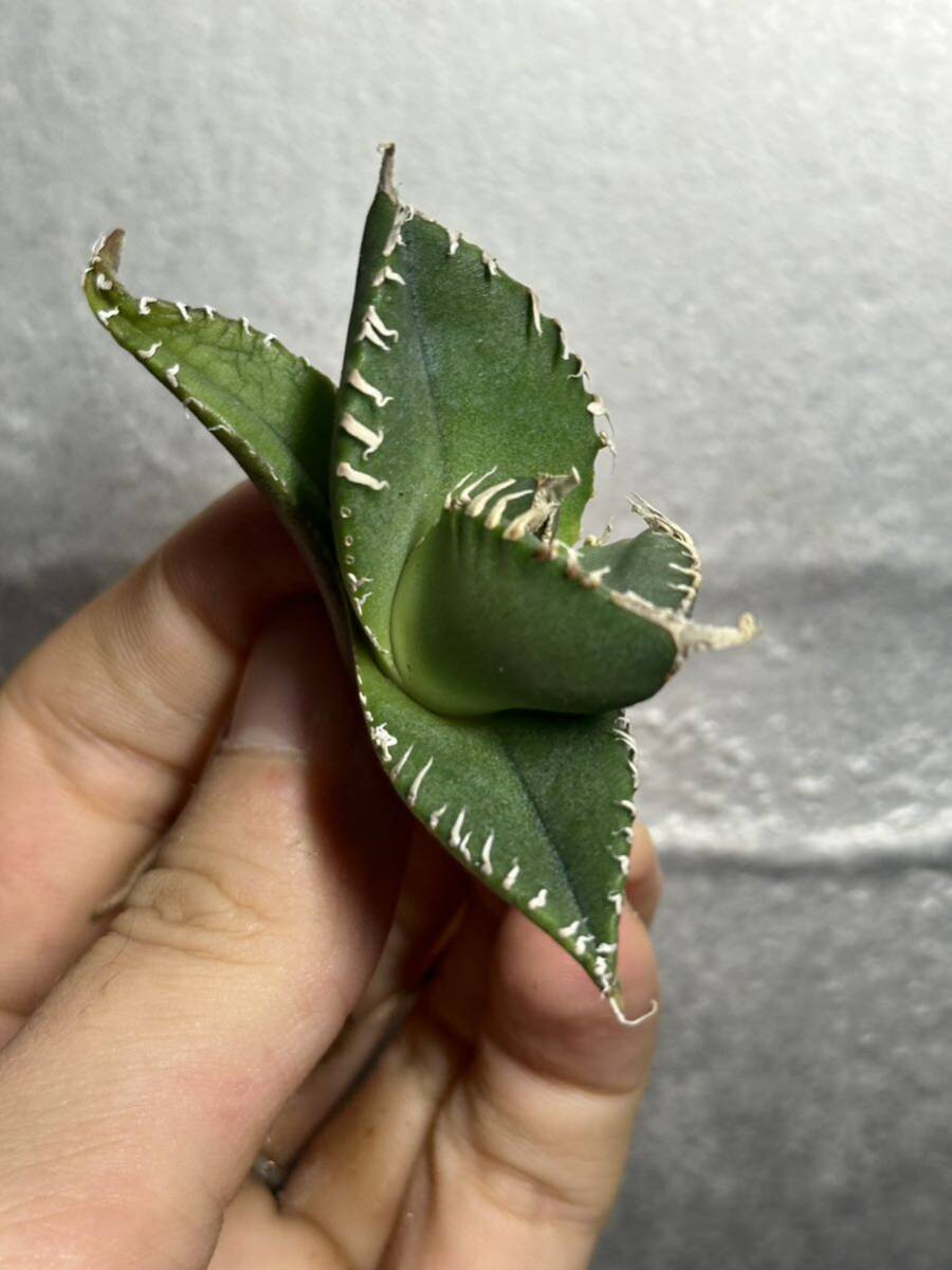 多肉植物　【特選】　アガベ　agave titanota チタノタ『南アフリカダイヤモンド』　2_画像5