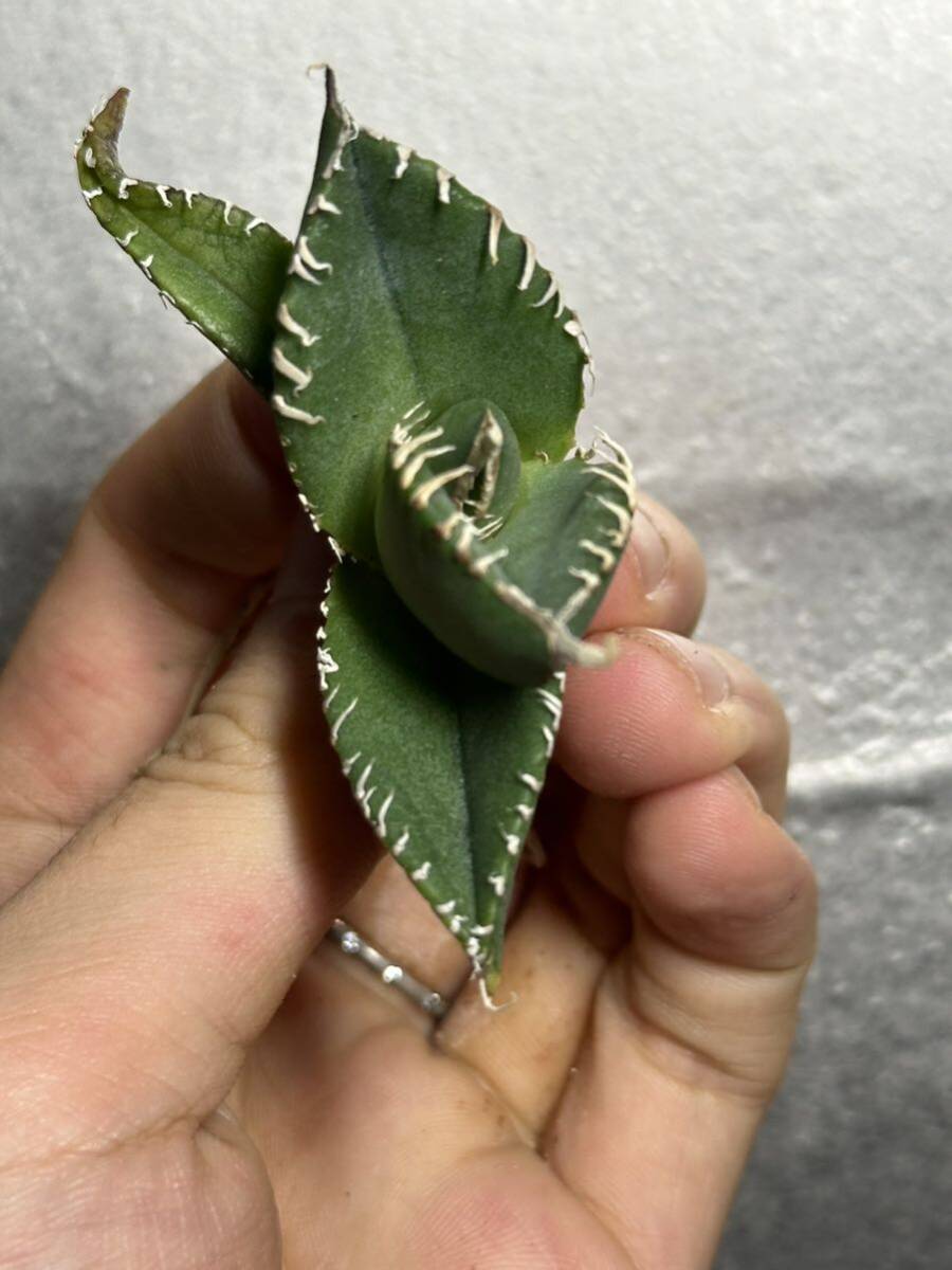 多肉植物　【特選】　アガベ　agave titanota チタノタ『南アフリカダイヤモンド』　2_画像1