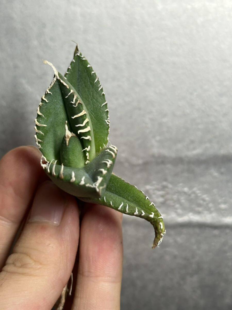 多肉植物　【特選】　アガベ　agave titanota チタノタ『南アフリカダイヤモンド』　2_画像4