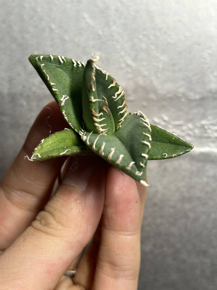 多肉植物 【特選】 アガベ agave titanota チタノタ『南アフリカダイヤモンド』 6の画像2