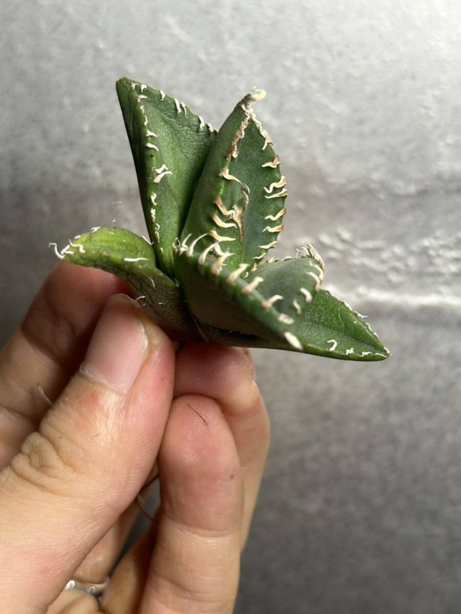 多肉植物 【特選】 アガベ agave titanota チタノタ『南アフリカダイヤモンド』 6の画像6