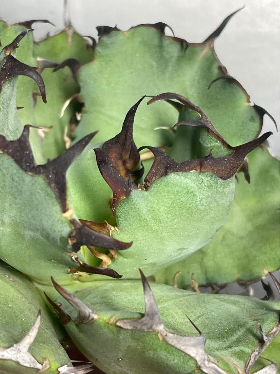 多肉植物 【特選】 アガベ agave titanota チタノタ『黑鯨』 7の画像7